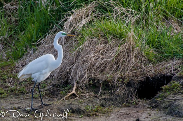A Great Egret
