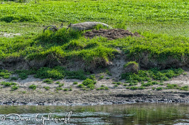 Abandoned Empty Nest