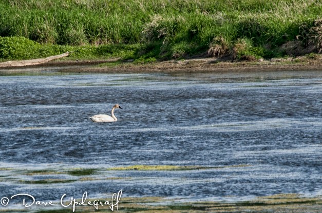 Young male swan