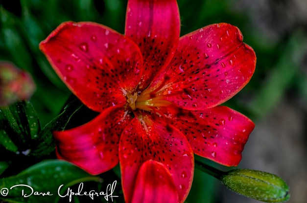 Hurstville_Shoot-502502912-B Flower at Hurstville