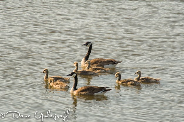Sunday-May27-2012-A A new family of geese