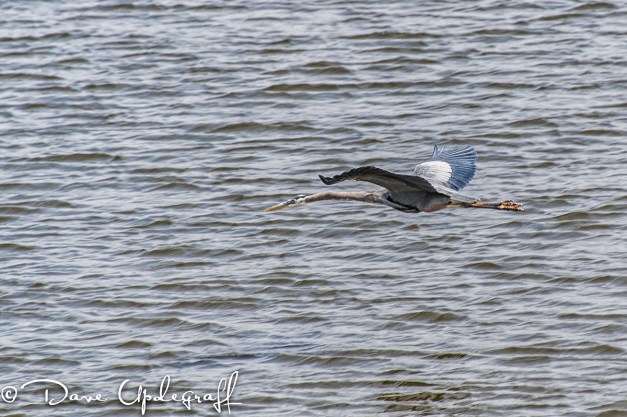 Sunday-May_20-2012-1A Blue Heron in flight