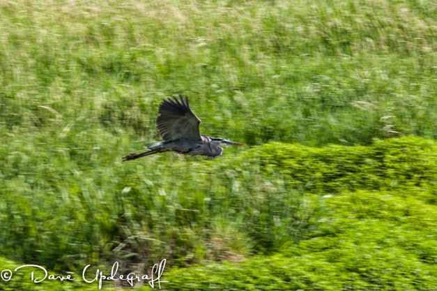 Blue Heron In Flight