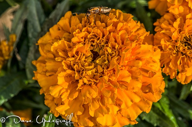Flowers from Maquoketa