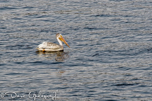 A lone Pelican