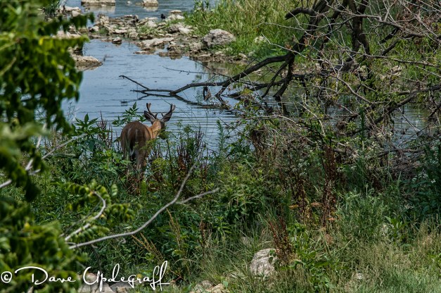 Deer drinking at a stream
