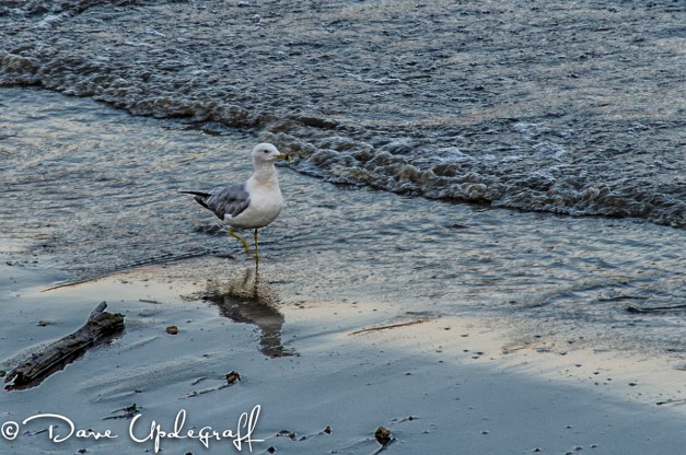 A lone Gull looks for food