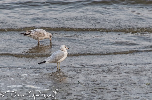 Two Gulls on the Mississippi