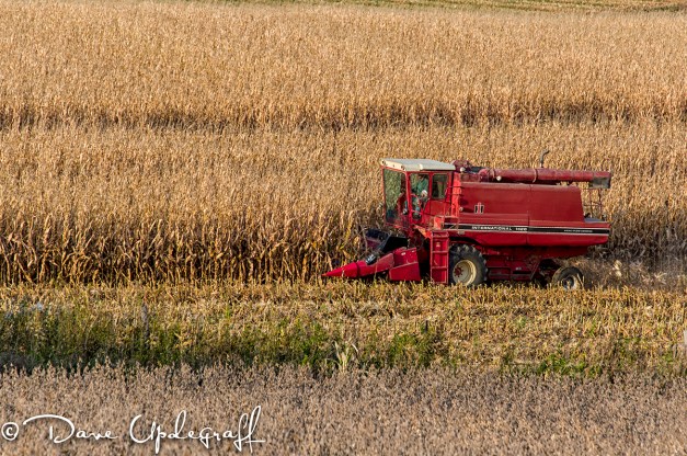 Harvesting the crop