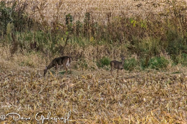 Deer in the Autumn feeding