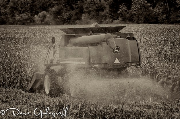 Combine Harvesting Corn
