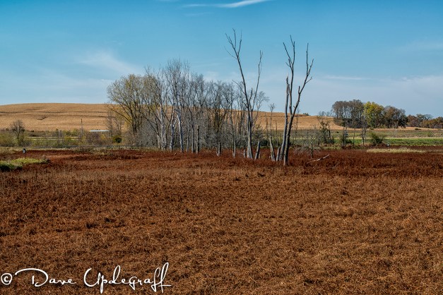 Hurstville Marsh in 2012