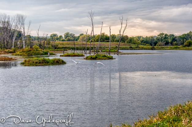 Hurstville Marsh in 2011