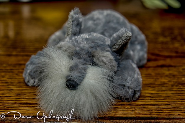 October-23-2012 Little Dog