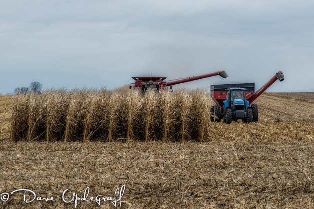 October-25-2012-B Last of the Corn Harvest