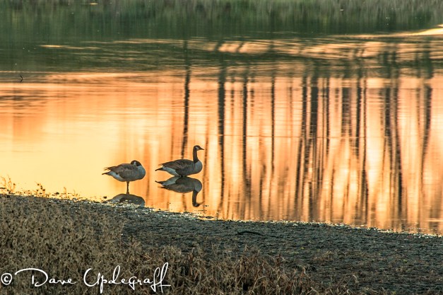 On Golden Pond