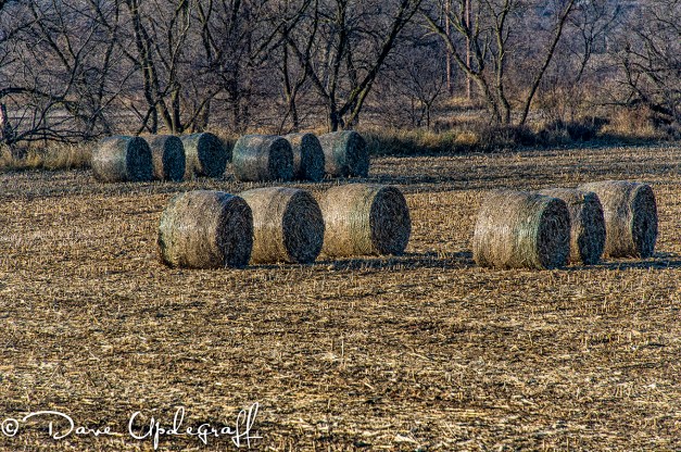 Bales of corn stalks