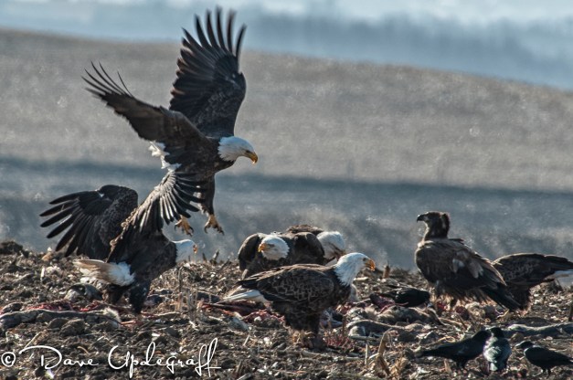 Eagles Scavenge