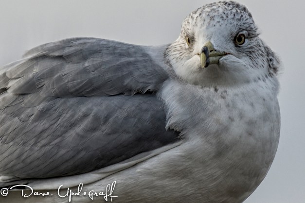 Ringed bill Gull