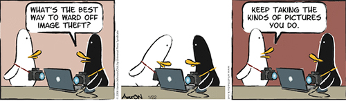 Cartoon - What The Duck