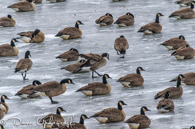 Geese at 16th Street Basin