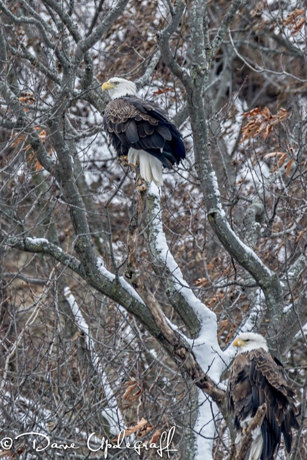 A pair of Eagles watch for food