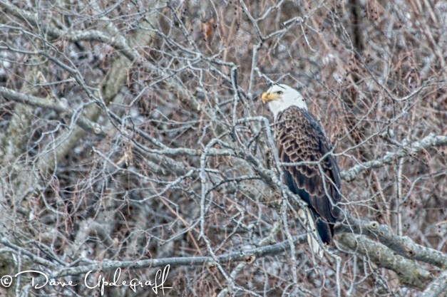 A Lone Eagle
