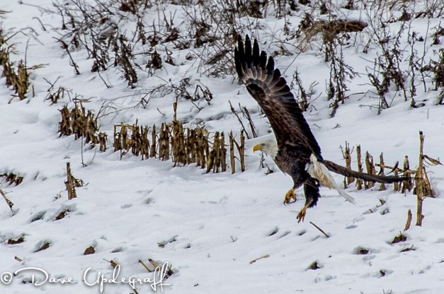 A Bald Eagle Takes to Wing