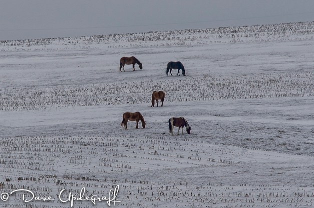 Five Horses In A Field