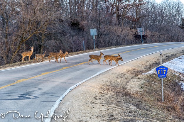 Seven Deer Cross The  Road