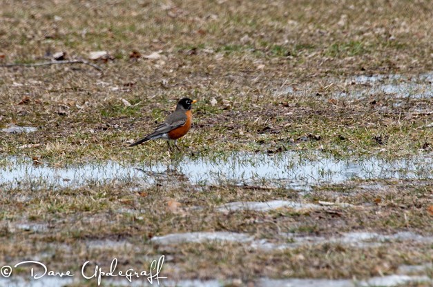 First Robing of 2013