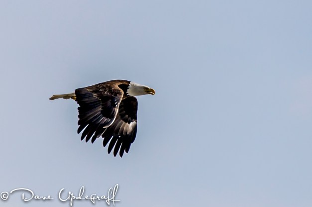 Eagle flying over head