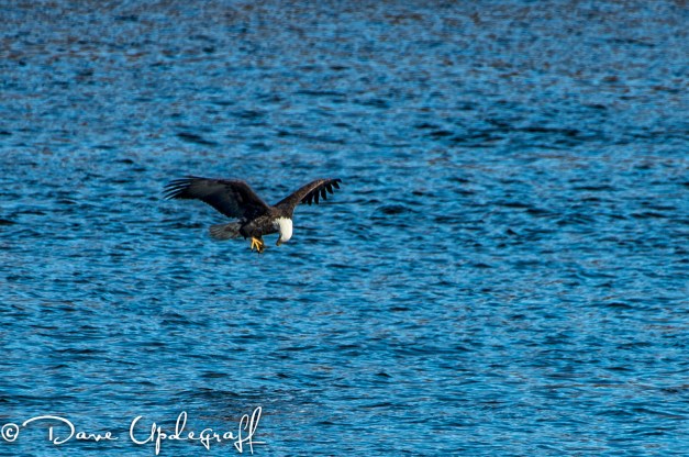 Checking the size of his catch