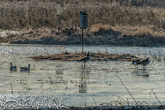 Geese return to the Duck Pond