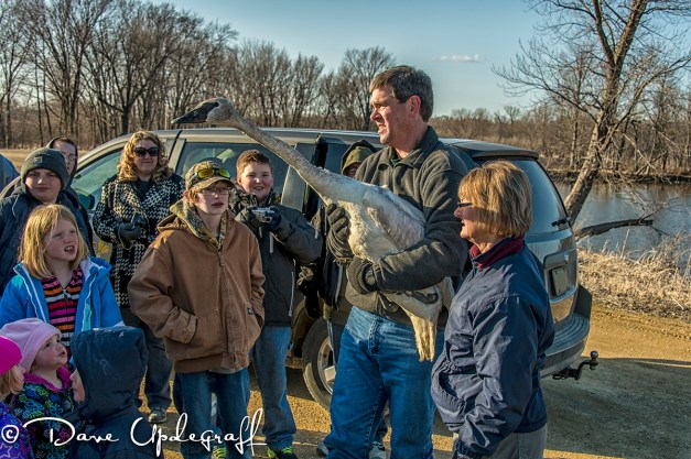 Kevin and Ann Burns with a Trumpeter Swan