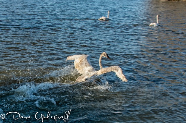 Safety and freedom at last