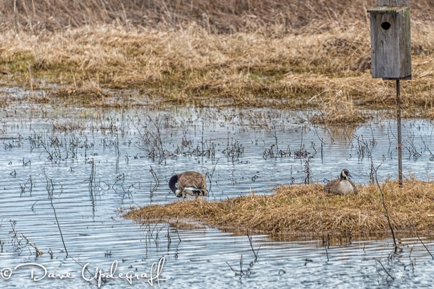Geese nesting at Hurstville Pond