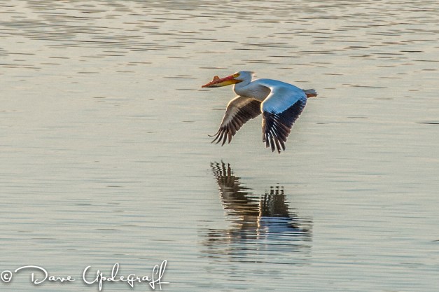 Pelican in flight