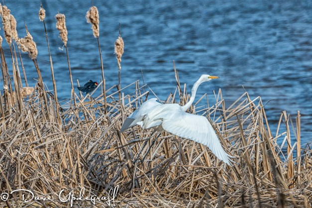 Red-winged black bird wins