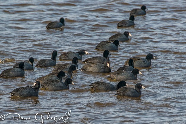 Coots and more coots