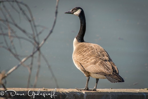 Just a goose