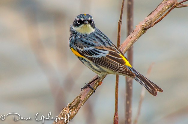 Yellow-rumped Warbler
