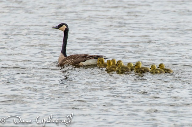 Goose and her goslings