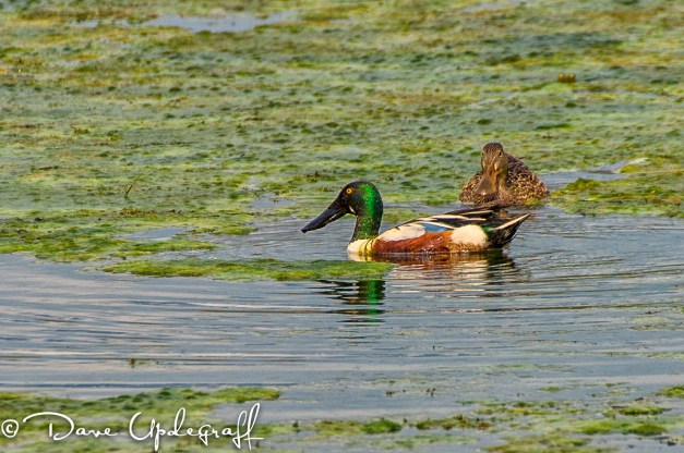 Shoveler Duck