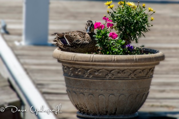 A duck with her flowers
