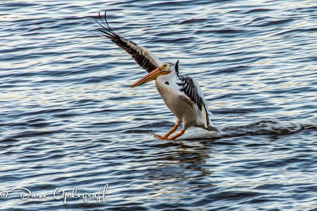 Pelican Landing