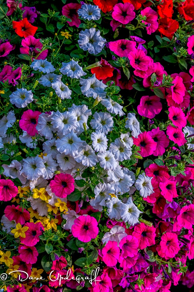 Flowers on the River Walk