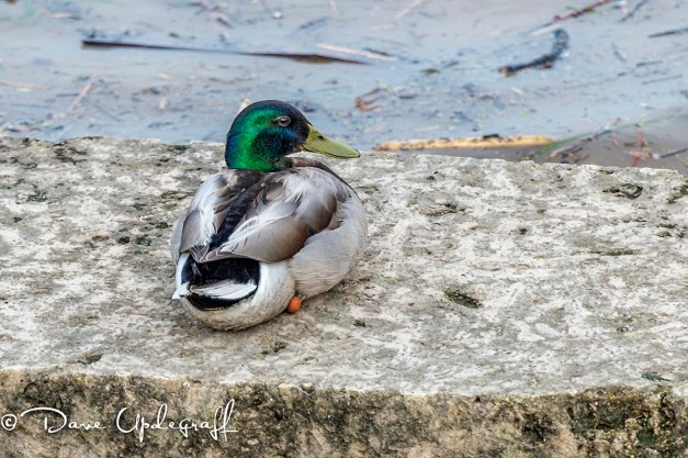 Duck on the River Walk