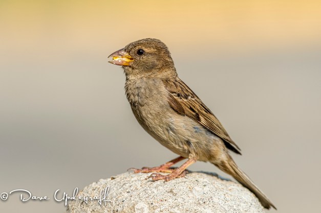 Just a Sparrow