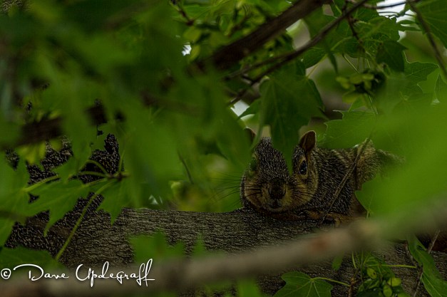 The ever popular Squirrel